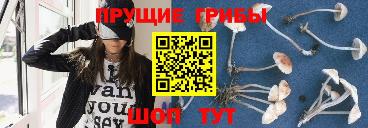 Горно-Алтайск  Псилоцибиновые грибы мицелий  Вход с VPN 